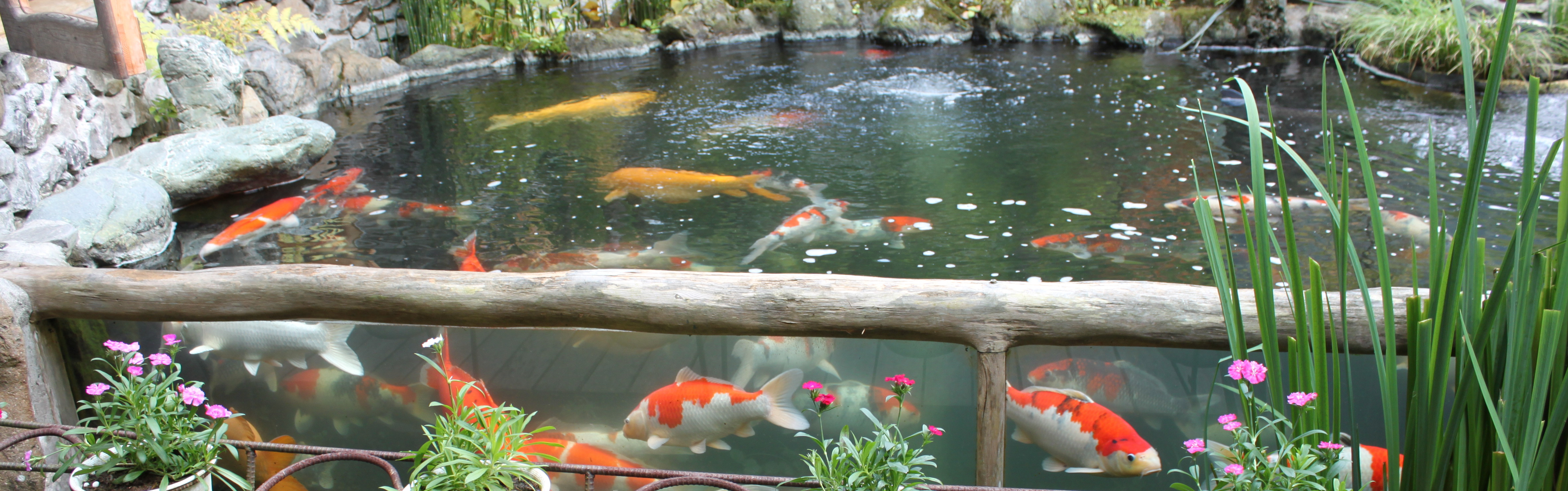 鯉の池