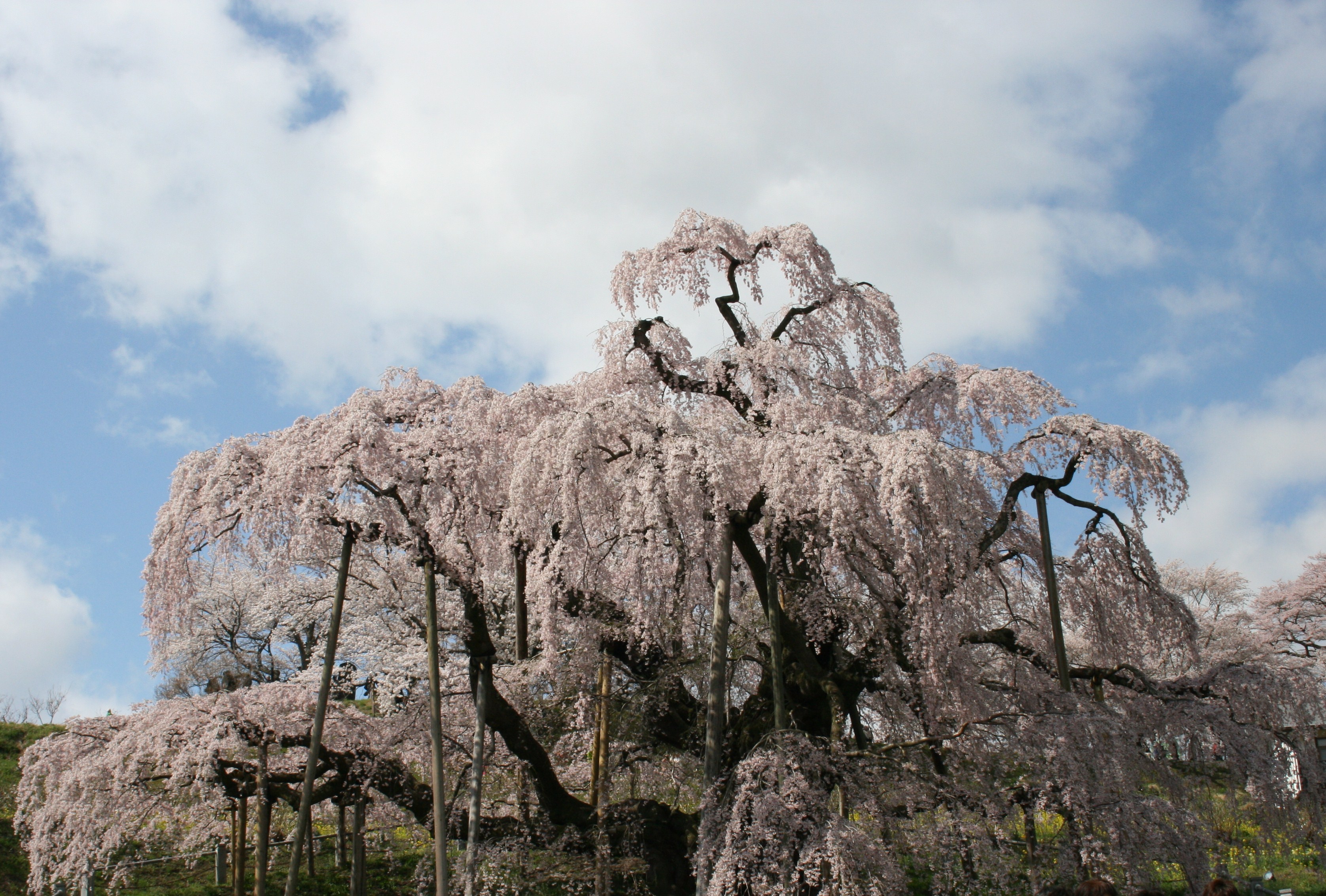 三春滝桜