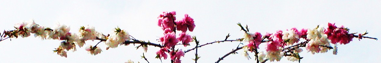 紅白の桜