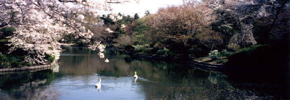 日立中央研究所湧水池（東京・国分寺）